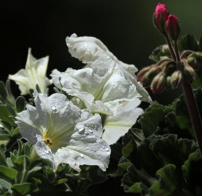 Petunia
