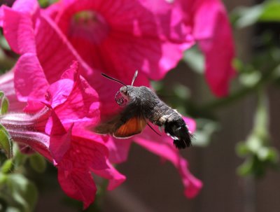 Taubenschwnzchen / hummingbird hawkmoth