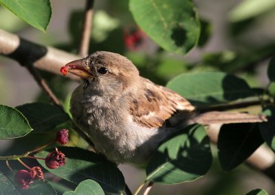 Haussperling/ House Sparrow