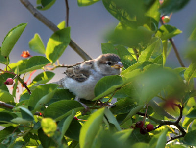 junger Haussperling / young  House Sparrow