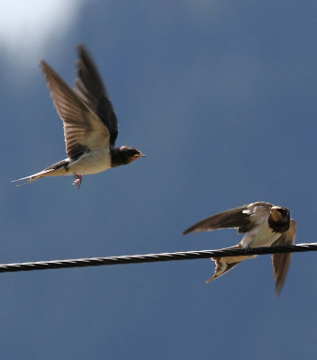  Rauchschwalben / Barn Swallows