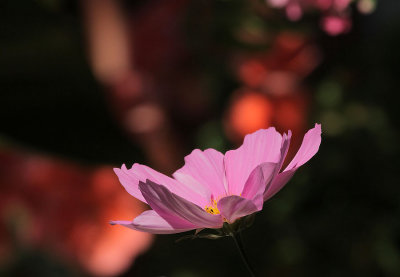 Cosmea