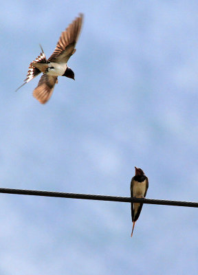 Young Swallows