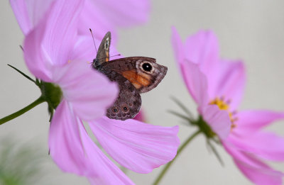 Grosses Ochsenauge / Meadow Brown (butterfly)