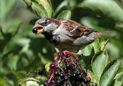 Sperling / house sparrow