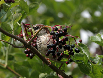 Sperling / house sparrow