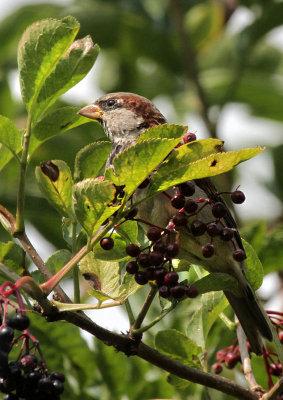 Sperling / house sparrow