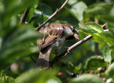 Sperling / house sparrow