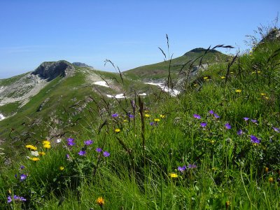 Alpenflora