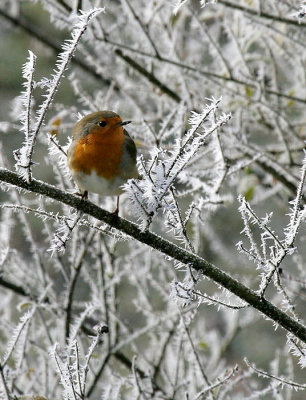 Rotkehlchen / European Robin