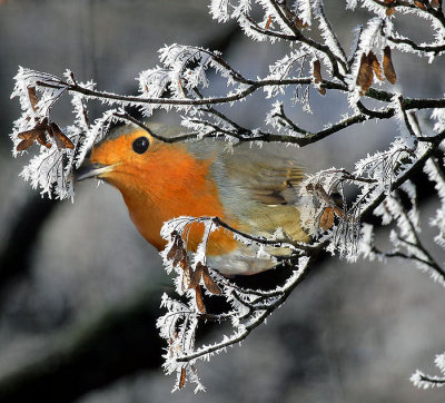 Rotkehlchen / European Robin