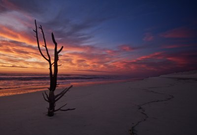 Sunrise With Driftwood