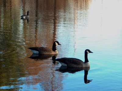 Geese and Other Ceatures
