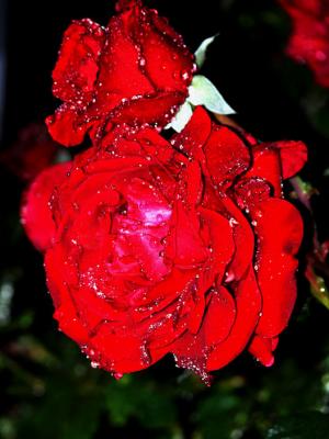 Rose at a rainy night, P1060819res.jpg