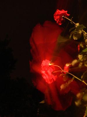Rose in thunder, P1060867res.jpg