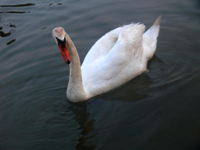 Simply swan