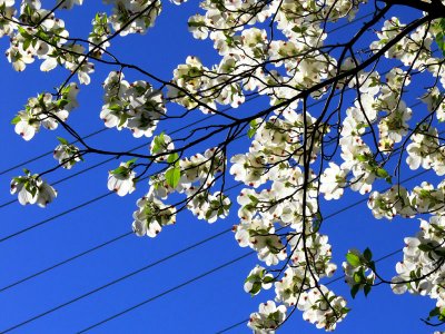 State flower - dogwood