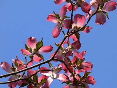 Pink dogwood