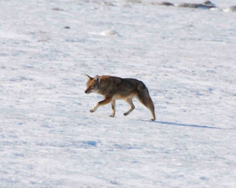 coyote DSC_8124.jpg
