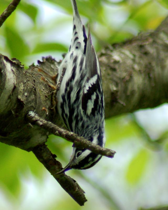 black and white warbler 2006_0521Image0076.jpg