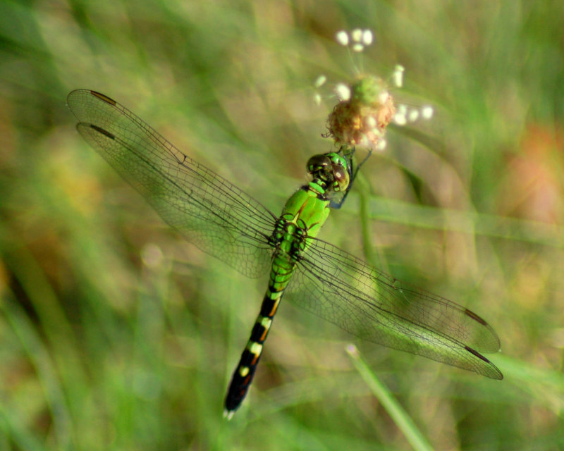 dragonfly 2006_0716Image0003.jpg