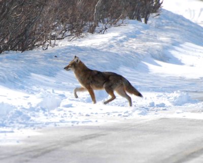 coyote DSC_8130.jpg