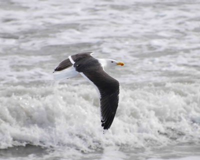 Great black-backed gull DSC_5014.jpg