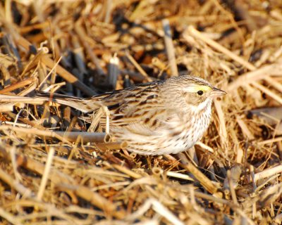 savannah sparrow DSC_8350.jpg