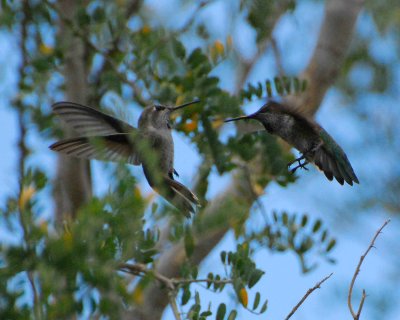 dualing hummingbirds.jpg