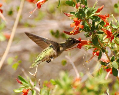 black-chinned hummingbird Image0068.jpg