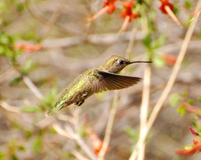 black-chinned hummingbird Image0070.jpg