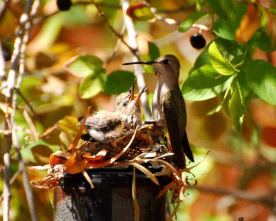mother hummingbird Image0098.jpg