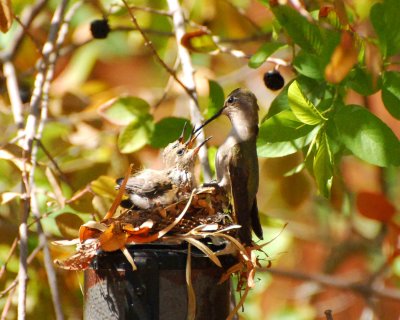 mother hummingbird Image0097.jpg
