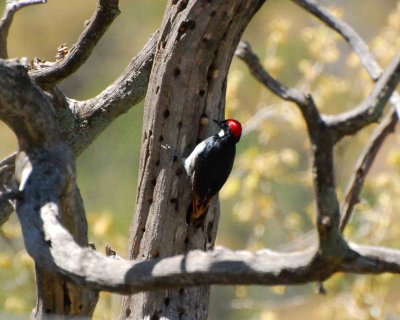 acorn woodpecker Image0024.jpg