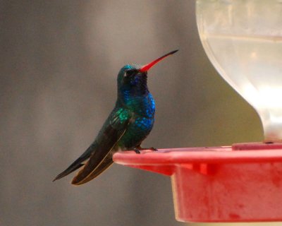 broad-billed hummingbird Image0045.jpg