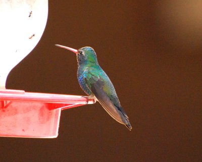 broad-billed hummingbird Image0043.jpg