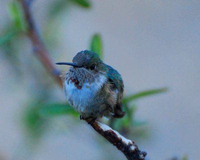 broad-tailed hummingbird Image0009.jpg