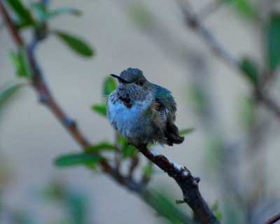broad-tailed hummingbird Image0007.jpg