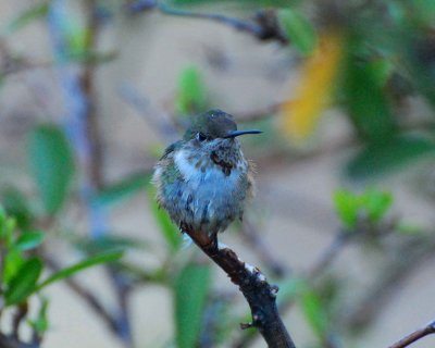 broad-tailed hummingbird Image0001.jpg
