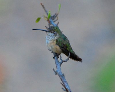 broad-tailed hummingbird Image0002.jpg