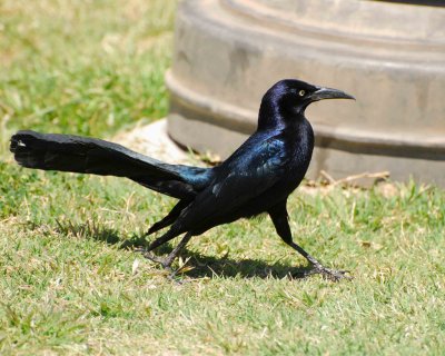 great-tailed grackle Image0137.jpg