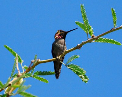 annas hummingbird Image0126.jpg