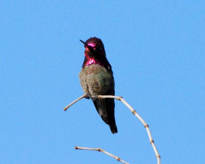 annas hummingbird Image0023.jpg