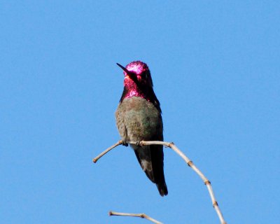 annas hummingbird Image0022.jpg