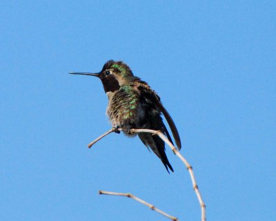 annas hummingbird Image0019.jpg