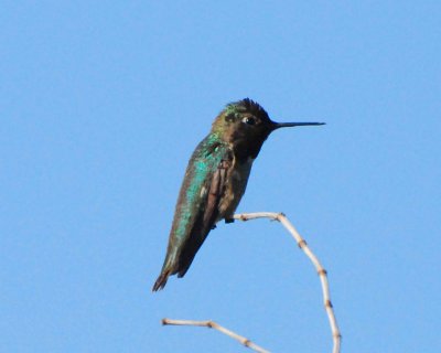 annas hummingbird Image0013.jpg