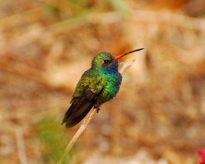 broad-billed hummingbird Image0068.jpg