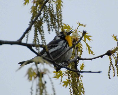 yellow-throated warbler DSC_9633.jpg