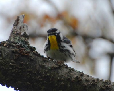 yellow-throated warbler DSC_9649.jpg