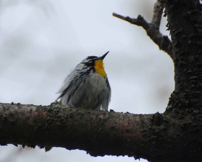 yellow-throated warbler DSC_9655.jpg